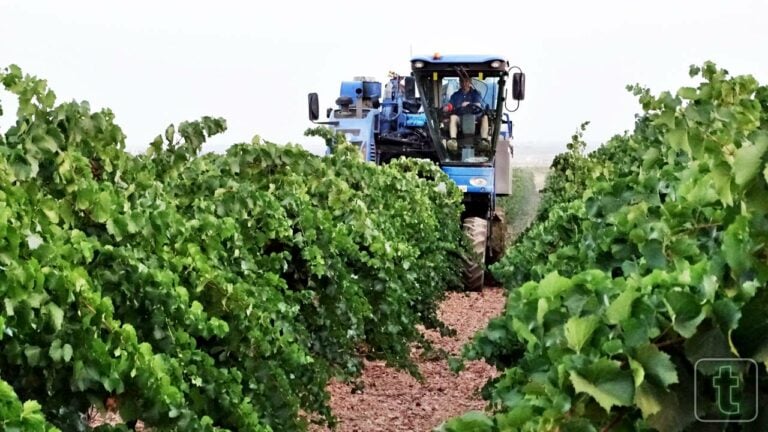 Comienza la vendimia en Vinícola de Tomelloso. En su fecha