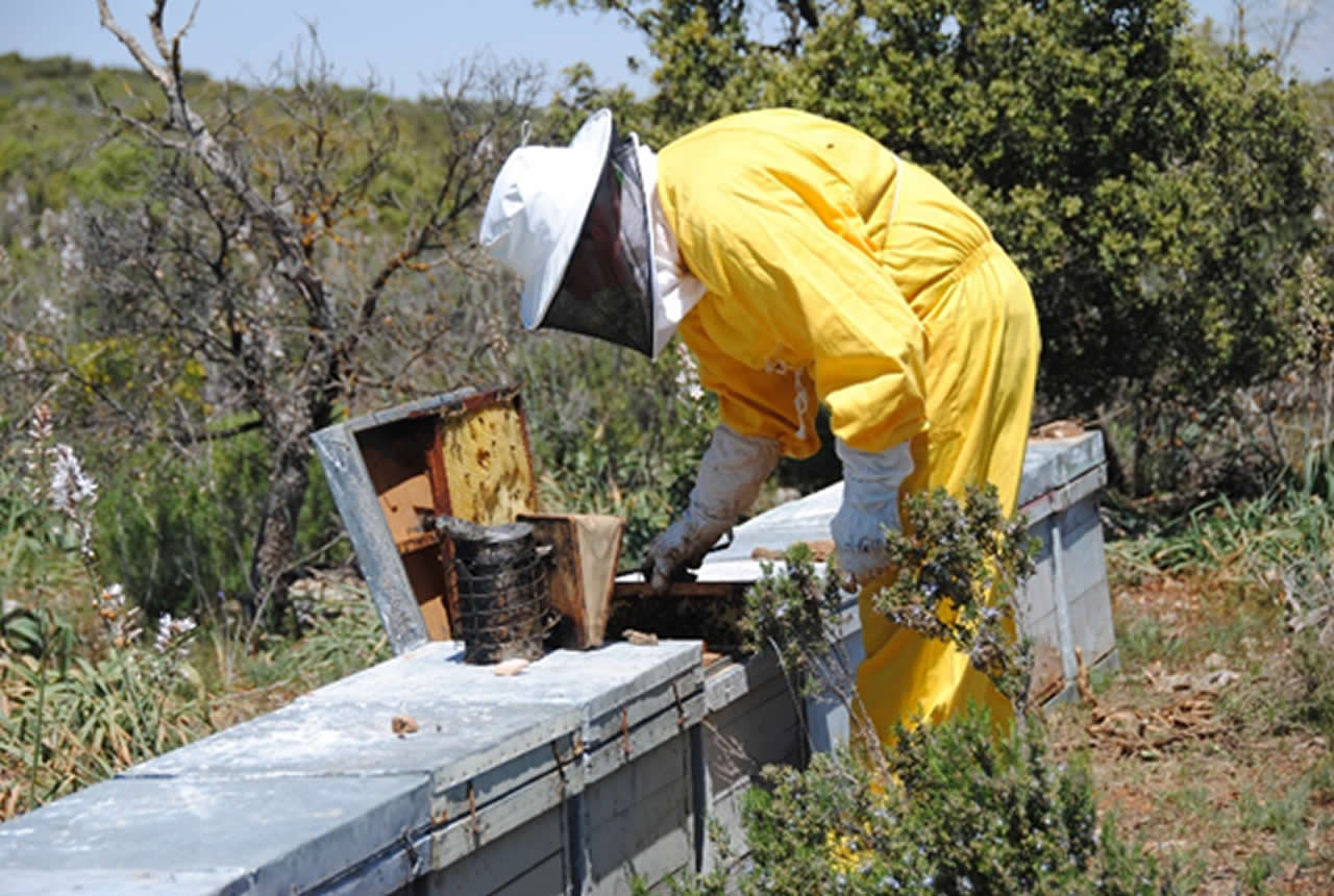 Víctor M. Ferrandis, el apicultor de Tomelloso “que susurra a las abejas”