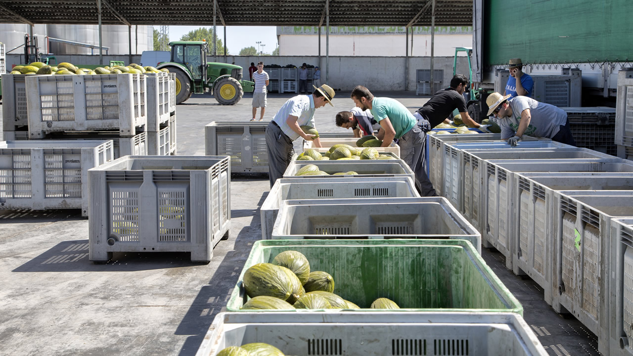 Los precios de melón y sandía alcanzan niveles “ruinosos” para el agricultor