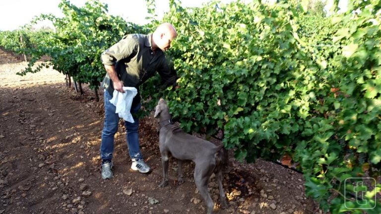 Ya esta aquí la vendimia. Nos vamos a ‘muestrear’ con Elías López a Casa Ramiro