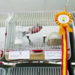 Vuelve el Concurso-Exposición de Ornitología a Tomelloso con participantes de varias zonas de España