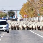 Las ovejas pasan por Tomelloso en su camino hacia el Valle de Alcudía