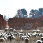 Las ovejas pasan por Tomelloso en su camino hacia el Valle de Alcudía