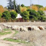 Las ovejas pasan por Tomelloso en su camino hacia el Valle de Alcudía