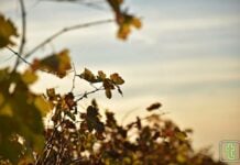 Giro en los termómetros de Tomelloso: de verano a invierno en 24 horas El tiempo en Tomelloso hoy