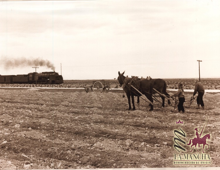 La DO La Mancha lanza un vídeo sobre la historia del vino en La Mancha con algunos tomelloseros como protagonistas