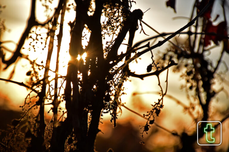 Luz entre sarmientos