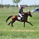 Unos 135 caballos se reúnen en Argamasilla en el Concurso Internacional Hípico Copa Verum
