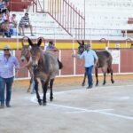 Espectaculo en el II Concurso Nacional de Arrastre de Piedra con Mula celebrado en Tomelloso