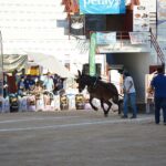 Espectaculo en el II Concurso Nacional de Arrastre de Piedra con Mula celebrado en Tomelloso