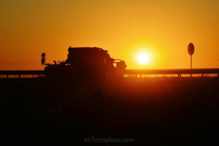 Comienza la vendimia en Tomelloso: Vinícola de Tomelloso recoge las primeras uvas de la campaña
