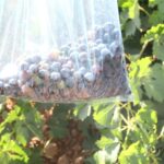 Los viñedos DO La Mancha a las puertas de una vendimia más corta y de excelente calidad