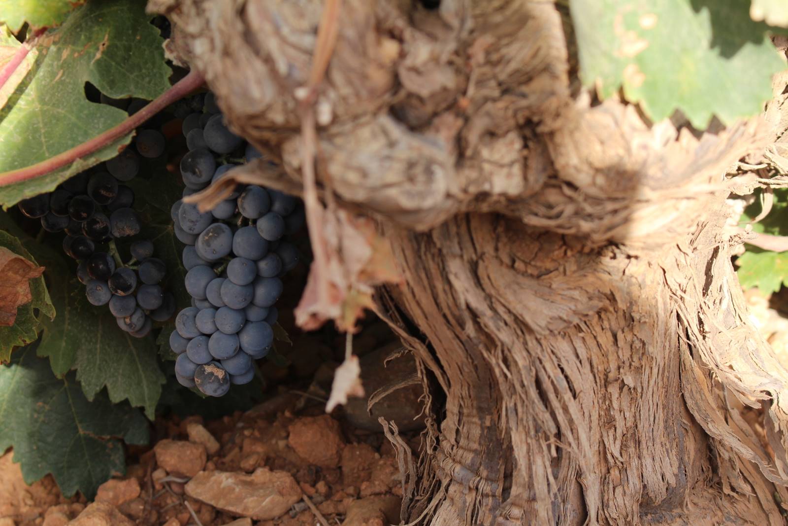 Los viñedos DO La Mancha a las puertas de una vendimia más corta y de excelente calidad