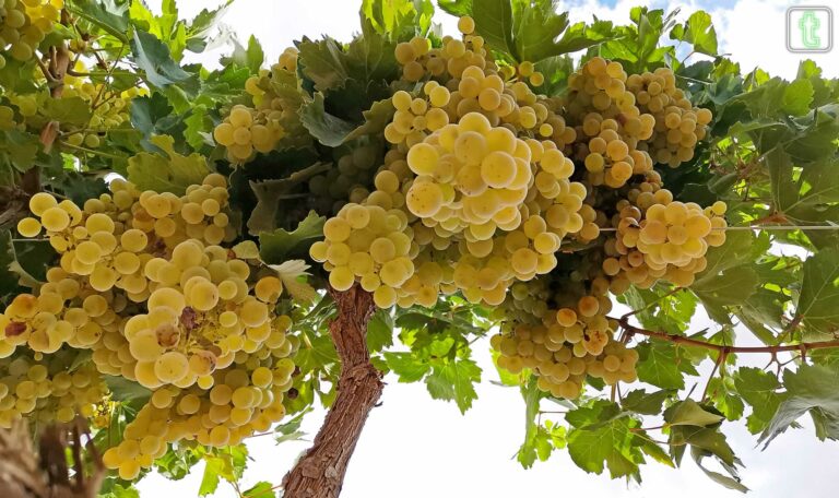 Septiembre, mes de vendimia