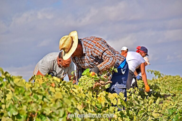Una mañana de vendimia en Tomelloso