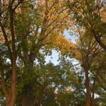 Un paseo por el Parque de la Constitución de Tomelloso en otoño