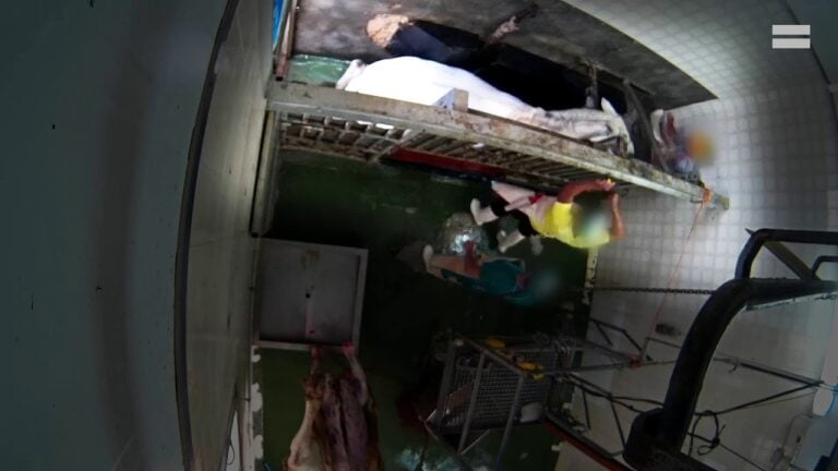 Una cámara oculta revela el maltrato sufrido por los animales de un matadero de Castilla-La Mancha