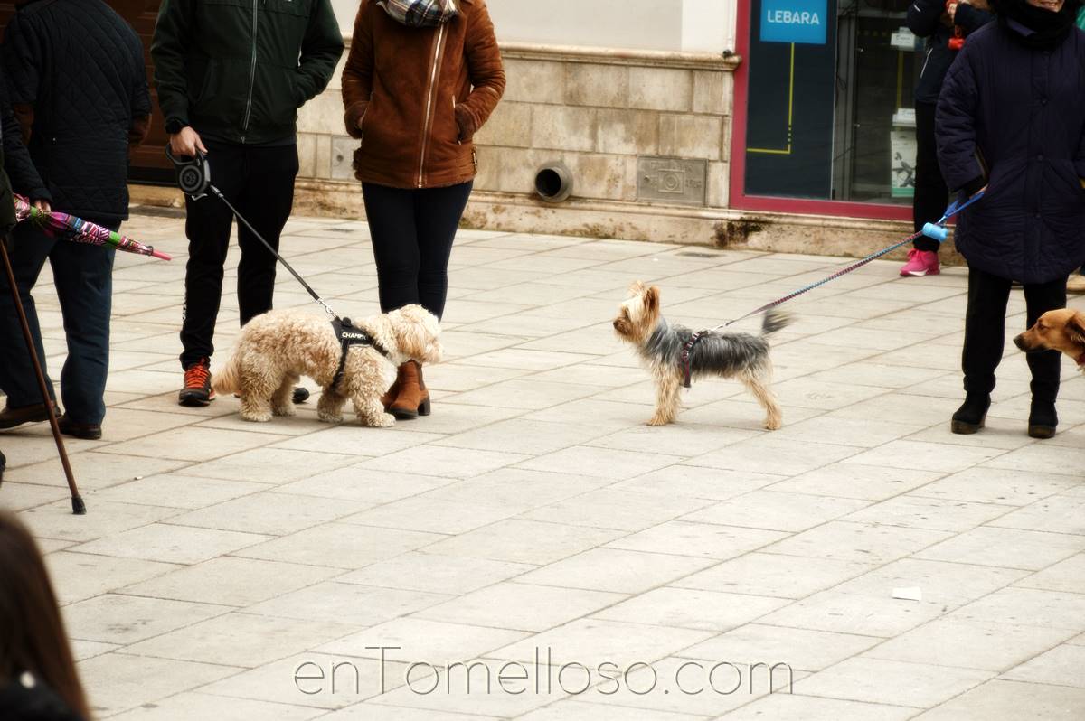 Los animales salen a la calle en busca de la bendición de San Antón