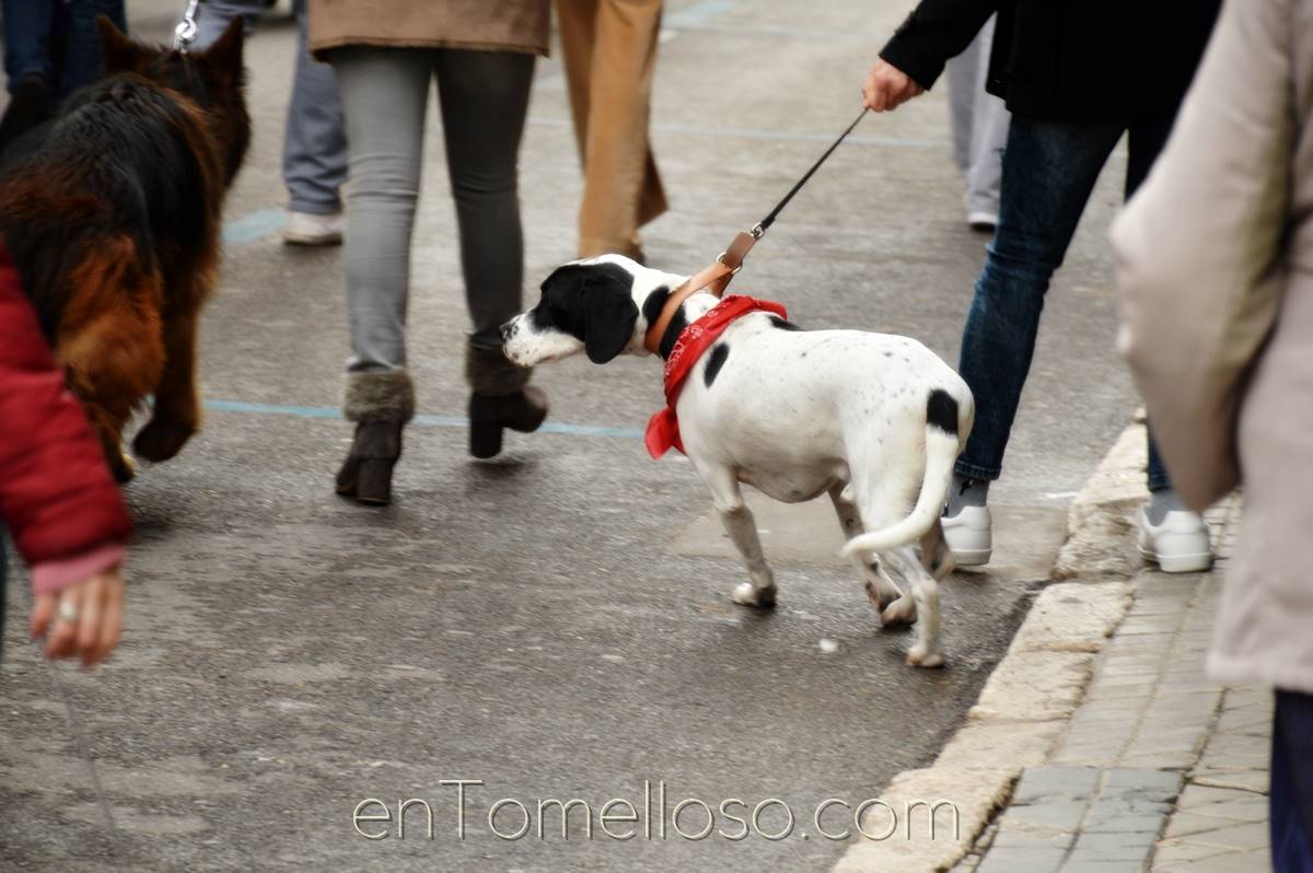 Los animales salen a la calle en busca de la bendición de San Antón