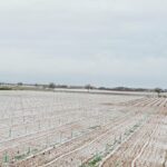 La borrasca “Gloria” deja un manto de nieve en Castilla-La Mancha