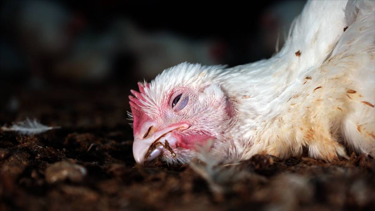 Equalia muestra el innecesario sufrimiento de los pollos convencionales de crecimiento rápido en granjas españolas