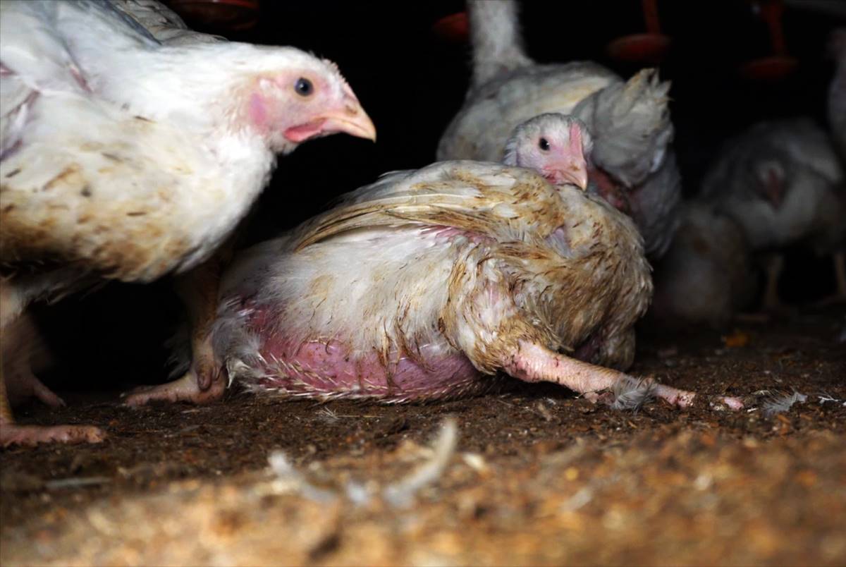 Equalia muestra el innecesario sufrimiento de los pollos convencionales de crecimiento rápido en granjas españolas