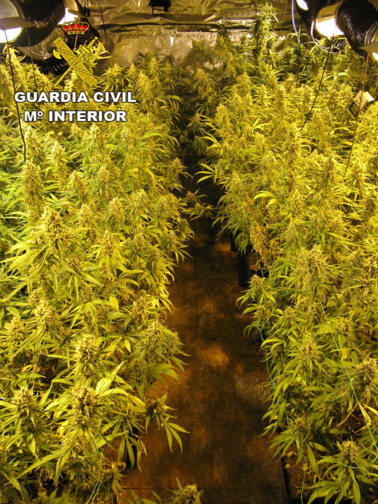 Detenidos padre e hijo por cultivar marihuana en una vivienda Azuqueca de Henares e incautadas 902 plantas