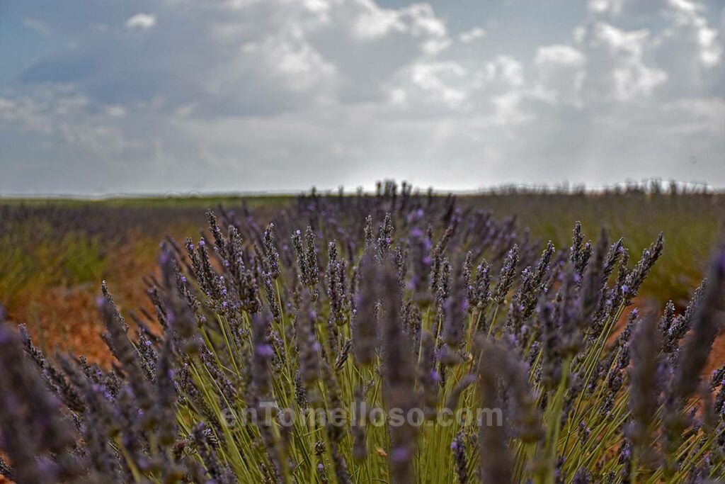 Un pequeño campo morado cerca de Tomelloso