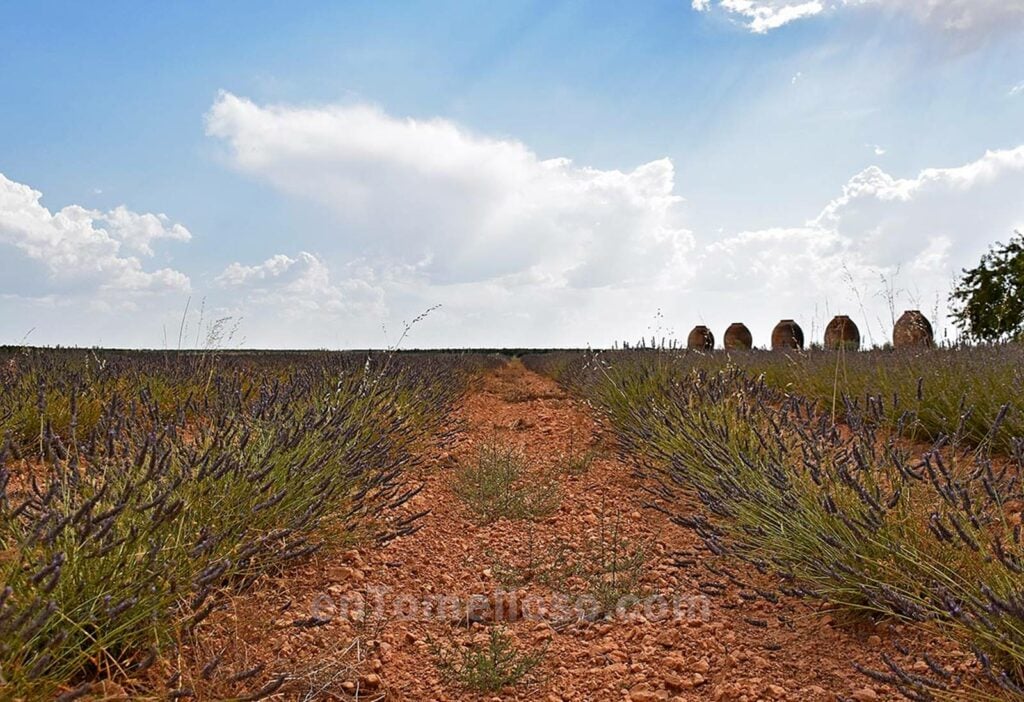 Un pequeño campo morado cerca de Tomelloso