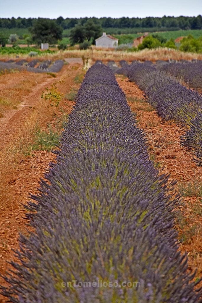 Un pequeño campo morado cerca de Tomelloso