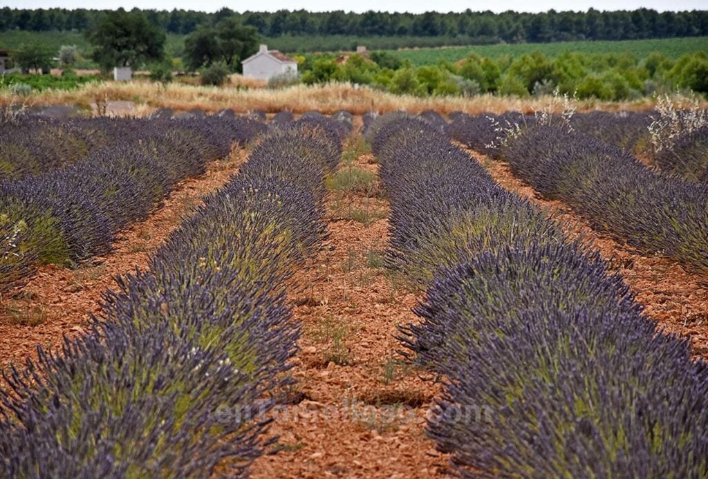 Un pequeño campo morado cerca de Tomelloso