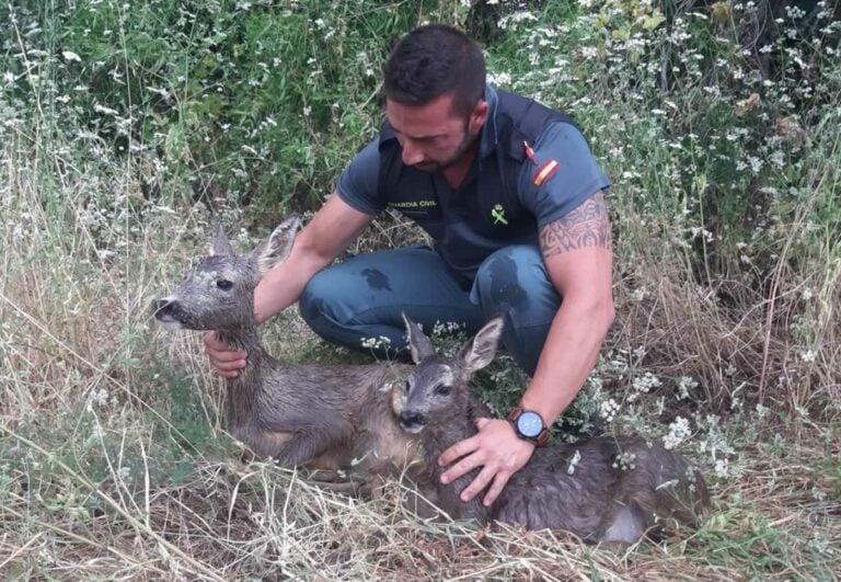 VIDEO: La Guardia Civil rescata a una hembra de corzo y a su cría de morir ahogados