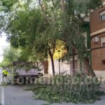 Cortada la calle Doña Crisanta a causa de la rotura de la rama de un árbol