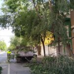 Cortada la calle Doña Crisanta a causa de la rotura de la rama de un árbol