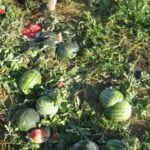 Detenidos tras robar en plantaciones de melones y sandías en Tomelloso y Argamasilla de Alba
