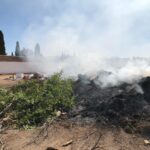 Poda de árboles en el barrio del Carmen (1)