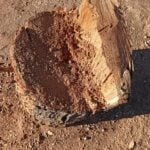 Un vecino denuncia la tala "indiscriminada" de árboles en el barrio del Carmen