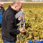 La apuesta por la recuperación de variedades autóctonas de Bodegas Verum lleva a la uva airén a lo más alto