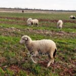 Las 1.650 ovejas de los hermanos Cardo pasan por Tomelloso y Argamasilla de Alba de camino al Valle de Alcudia