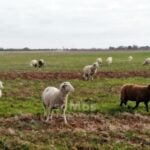 Las 1.650 ovejas de los hermanos Cardo pasan por Tomelloso y Argamasilla de Alba de camino al Valle de Alcudia