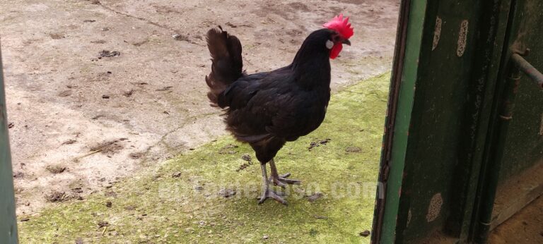 «La Barja» un proyecto de avicultura ecológica y de calidad en Tomelloso
