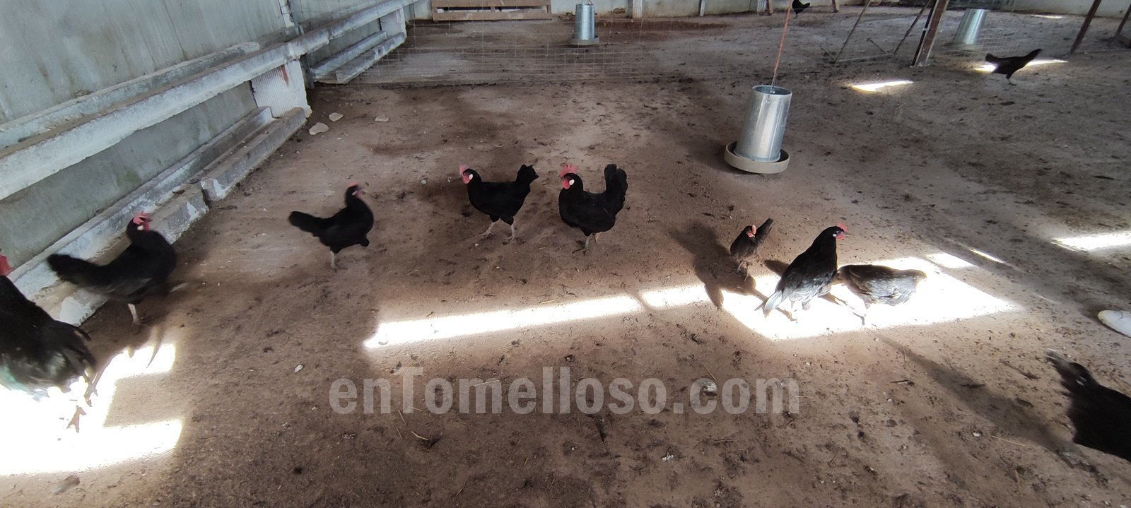 "La Barja" un proyecto de avicultura ecológica y de calidad en Tomelloso