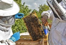 Las ayudas de C-LM a la producción y comercialización de la miel solo se podrán solicitar de forma telemática