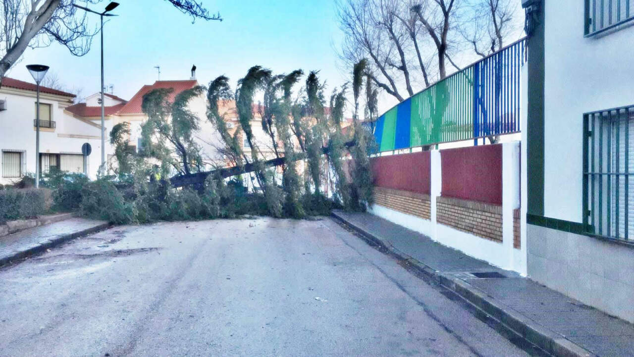 El viento derriba un abeto en el CEIP Doña Crisanta de Tomelloso
