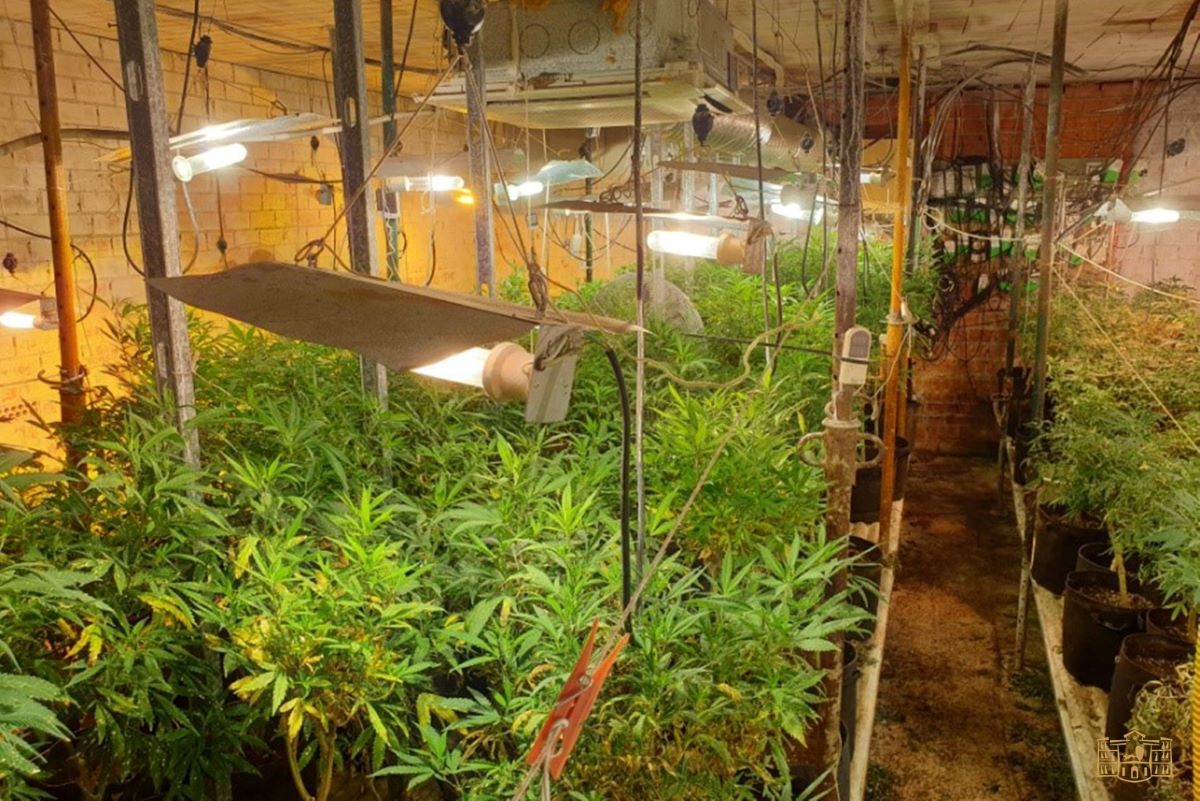 Más de 1.000 plantas de marihuana incautadas en una operación en Tomelloso y Argamasilla de Alba