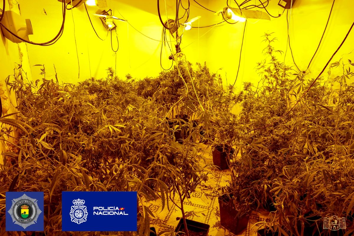 Más de 1.000 plantas de marihuana incautadas en una operación en Tomelloso y Argamasilla de Alba