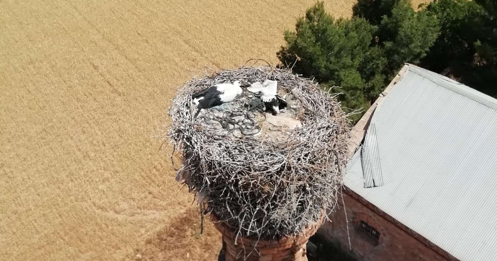 Bomberos rescatan un polluelo de cigüeña que estaba atrapado en su propio nido