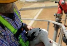 Bomberos rescatan un polluelo de cigüeña que estaba atrapado en su propio nido