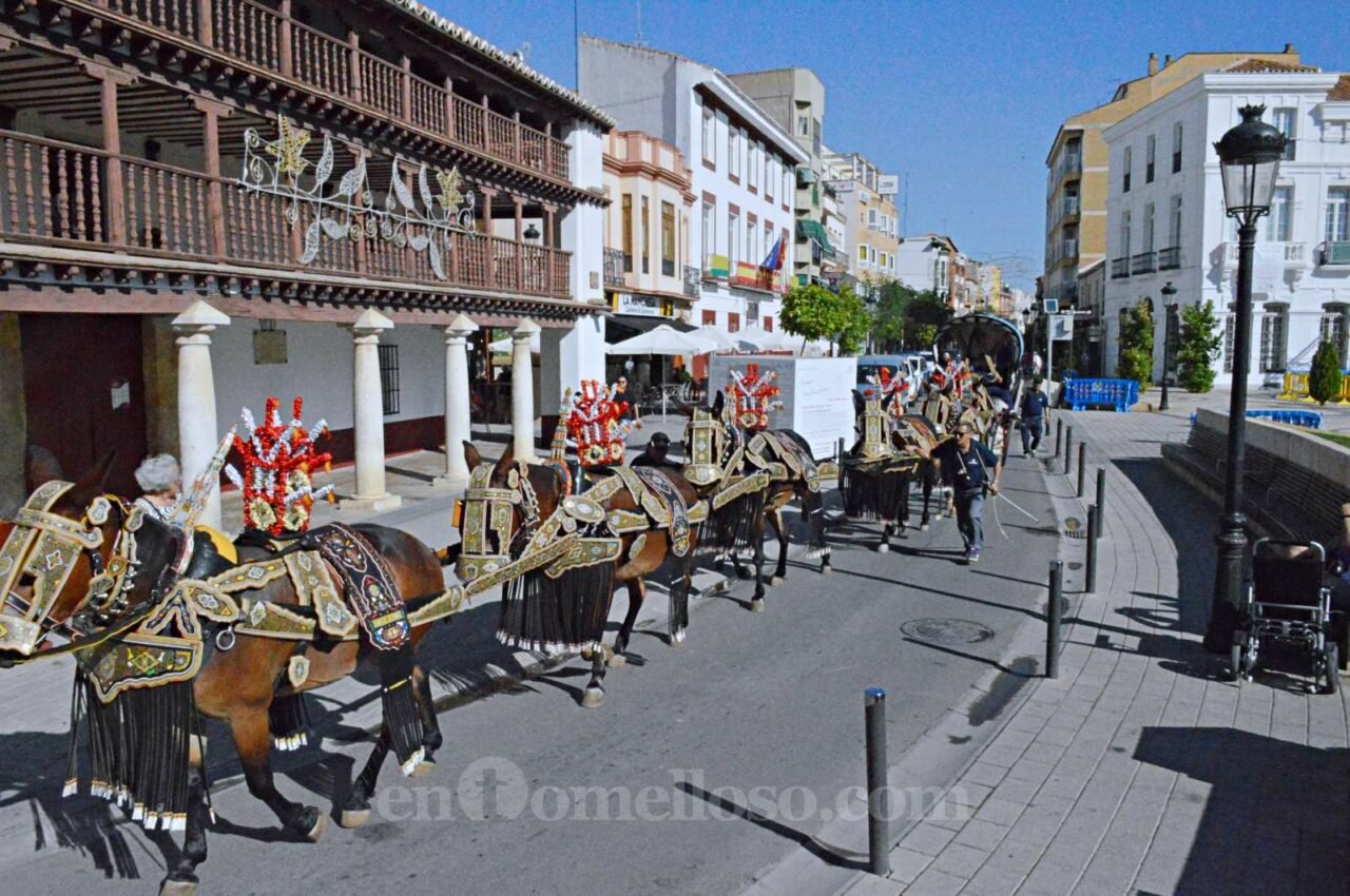 Las mulas y reatas salen a la calle en la Feria de Tomelloso