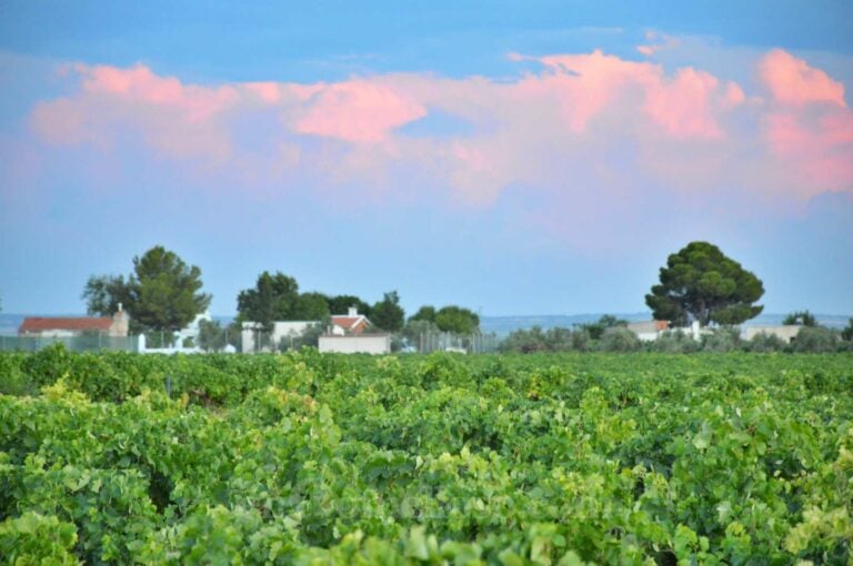 Tomelloso, el «mayor viñedo del mundo», es un espectáculo en verano